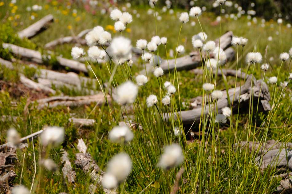 Sattelbergalm-Impressionen-Sommer-Alpenblumen-Vegation-Natur-Tirol