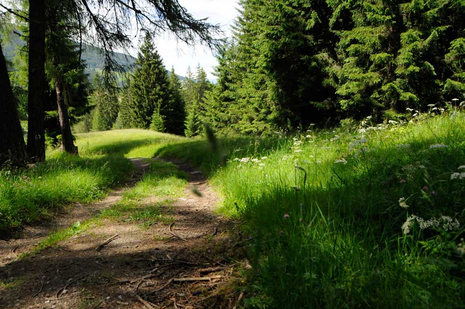 Sattelbergalm-Impressionen-Sommer-Wald-und-Wiese-Maerchenweg-zur-Alm