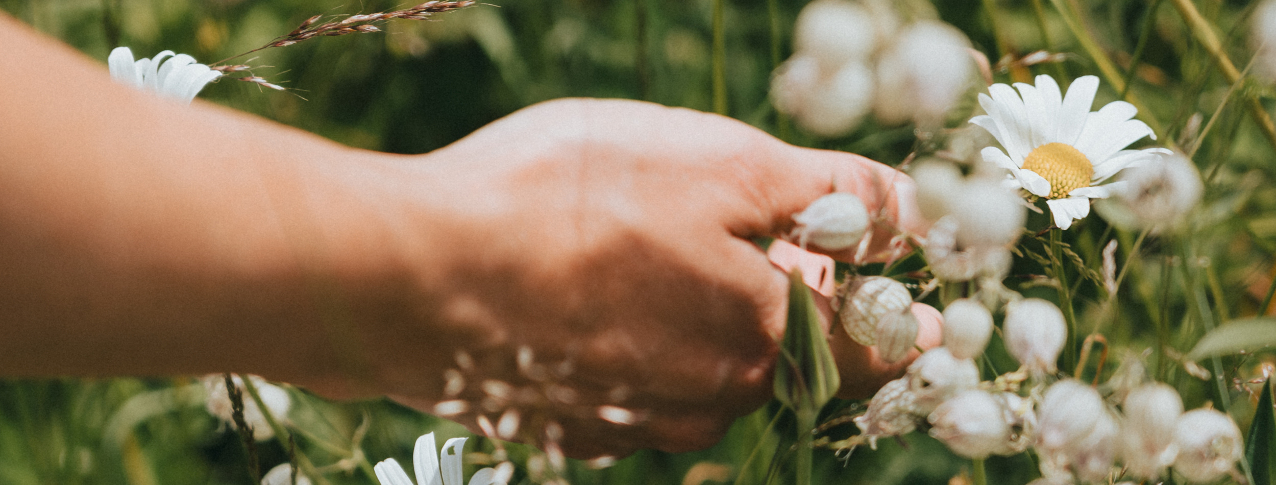 Sattelbergalm-Header-Aktivitaeten-Wiesenblumen-Blumenwiese